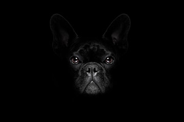dog isolated on black