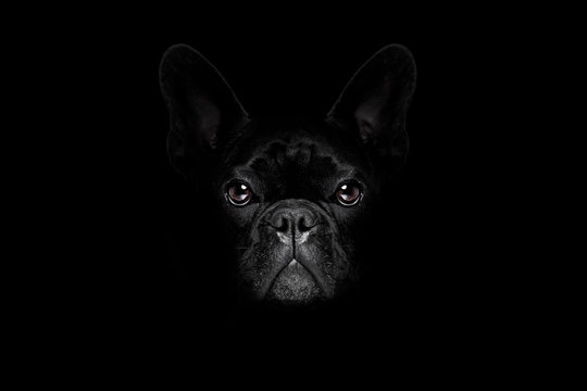 dog isolated on black