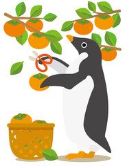 Obraz premium アデリーペンギンな日々 秋から冬へ柿の収穫