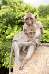 Fototapeta premium Long-tailed macaque, the temple of Uluwatu, Bali. Indonesia