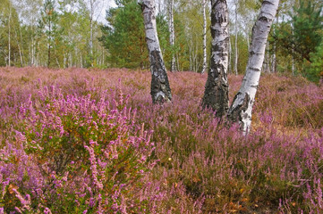 Obraz premium Heath krajobraz późnym latem - Heath krajobraz z kwitnącym wrzosem