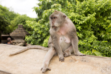 Long-tailed macaque, the temple of Uluwatu, Bali. Indonesia