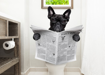 chien sur le siège des toilettes en lisant le journal
