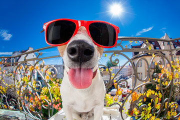crazy silly dumb dog fisheye look