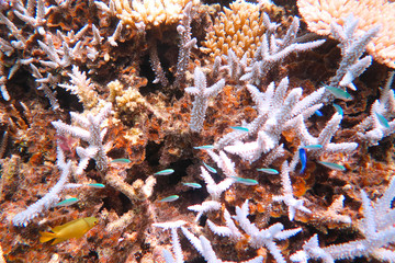 Tropical fish and coral reef