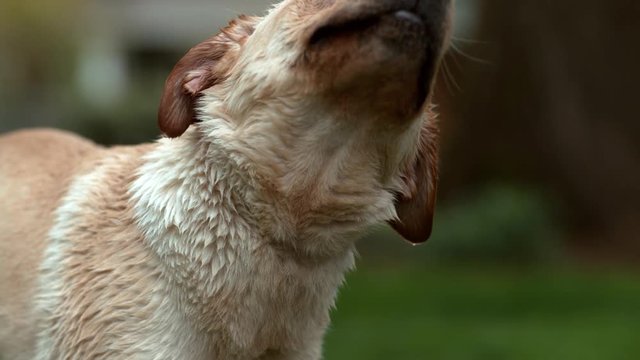 Closeup Of Wet Dog Shaking Off In Slow Motion, Shot On Phantom Flex 4K