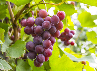 Pink will sing grapes on the vine