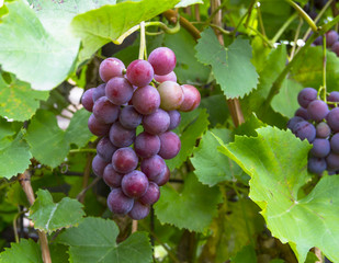 Pink will sing grapes on the vine