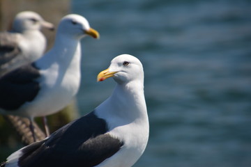 close up photo of seagull
