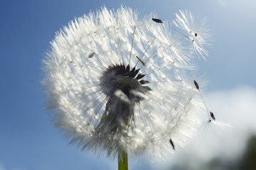 Close up of dandelion spores blowing away