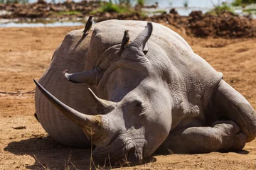 Photo sur Aluminium Rhinocéros Sleeping rhino  