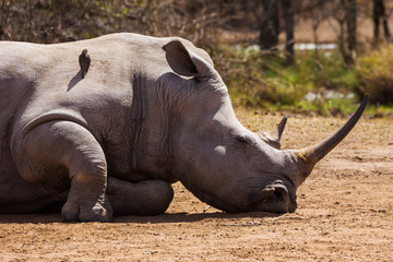 Fototapeta premium Sleeping rhino 