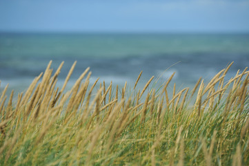 Gräser am Meer