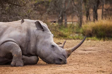 Zelfklevend Fotobehang Neushoorn Sleeping rhino  