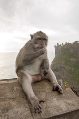Long-tailed macaque, the temple of Uluwatu, Bali. Indonesia
