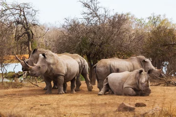 Photo sur Aluminium Rhinocéros Famille de rhinocéros africains