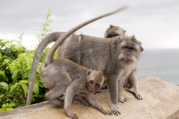 group of  Long-tailed macaque, the temple of Uluwatu, Bali. Indonesia