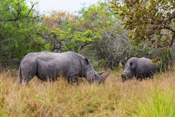 Family of African rhinos
