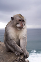 Naklejka premium Long-tailed macaque, the temple of Uluwatu, Bali. Indonesia