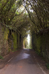 Mountain road in the forests of Tenerife