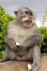 Long-tailed macaque, the temple of Uluwatu, Bali. Indonesia