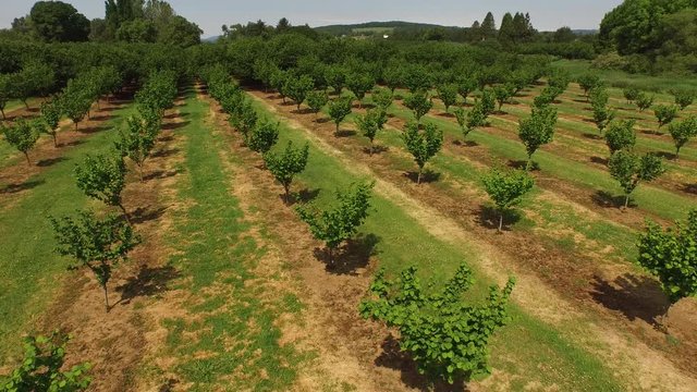 Aerial shot of hazelnut trees on farm