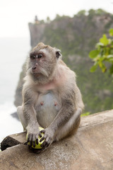 Long-tailed macaque, the temple of Uluwatu, Bali. Indonesia