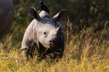 A baby rhino
