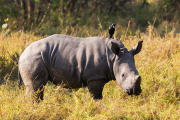 Naklejka premium A baby rhino 