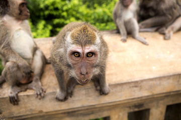 inquisitive Long-tailed macaque, the temple of Uluwatu, Bali. Indonesia
