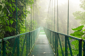 Suspension bridge in rainforest