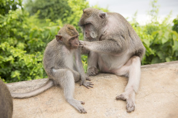 Naklejka na ściany i meble Long-tailed macaque, the temple of Uluwatu, Bali. Indonesia
