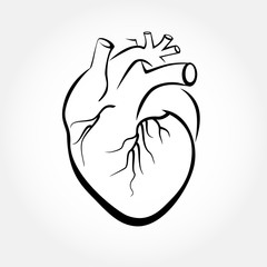 Human heart anatomy vector. Simple design stylized drawings.