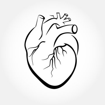 Human heart anatomy vector. Simple design stylized drawings.