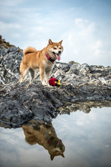 The dog on the beach stones