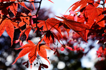 maple red leaves in autumn