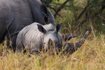 Obraz premium Rhino calf with mum 