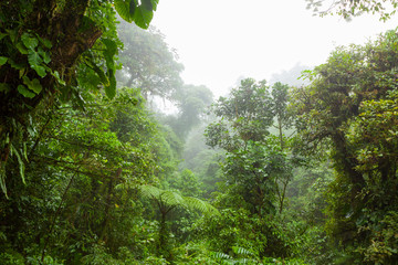 Misty rainforest in Monteverde cloud forest reserve - obrazy, fototapety, plakaty
