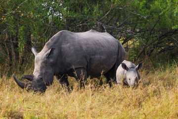 Rhino calf with mum

