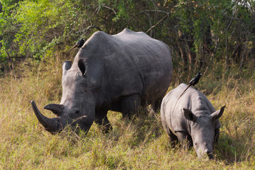 Obraz premium Rhino calf with mum 