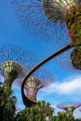 Super Trees and OCBC Skyway (Walkway ) shot from below - Gardens By the Bay, Singapore