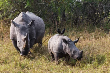 Papier Peint photo Lavable Rhinocéros Veau rhinocéros avec maman