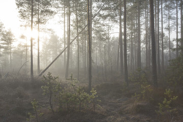 Foggy forest. An image of a pine forest at the swamp. Image taken on a cold morning in November in Finland. 