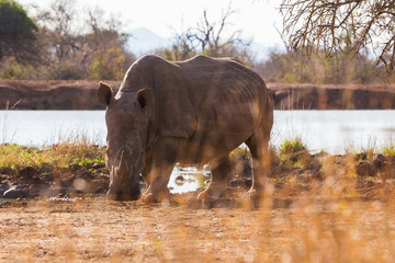 
African rhinoceros

