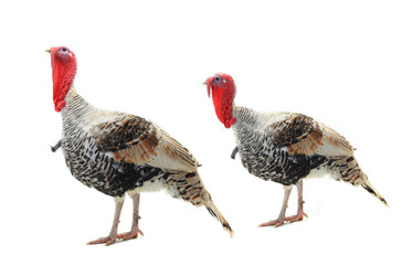 two  turkey