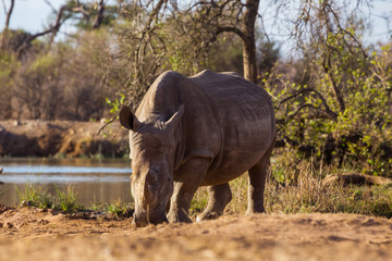 
African rhinoceros
