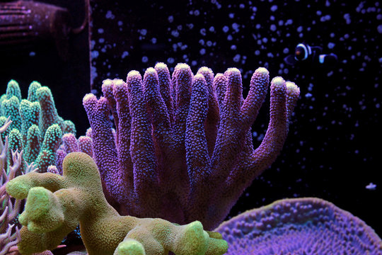 Stylophora Coral SPS coral