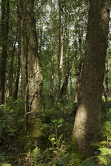 Trädstammar i lövskog