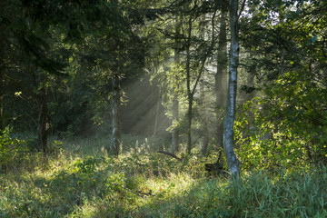 Fototapeta premium Solstrålar genom dimmig skog