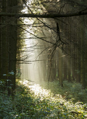 Solstrålar genom dimmig skog